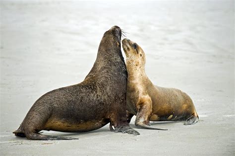 hooker s sea lions photograph by tony camacho fine art america
