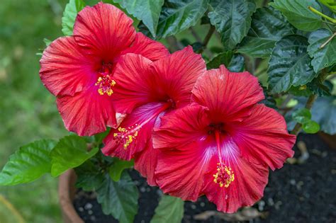 If you're growing peanuts in cooler initially it will not need any type of fertilization, but when you see the first yellow flowers forming, it is. How to Grow Hibiscus in Pots