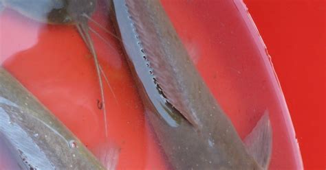 Inilah 8 cara isi saldo gopay dengan mudah. Open Minda: Cara menyiang ikan keli dengan betul