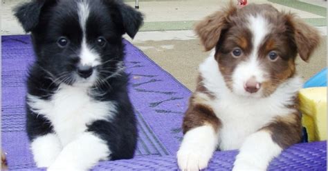 Feel free to browse hundreds of active classified puppy for sale listings, from. All About Dogs Images: Mini Australian Shepherd Mn