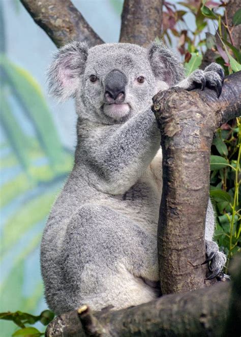 Koala Bear Portrait Full Body Stock Image Image Of Vombatidae