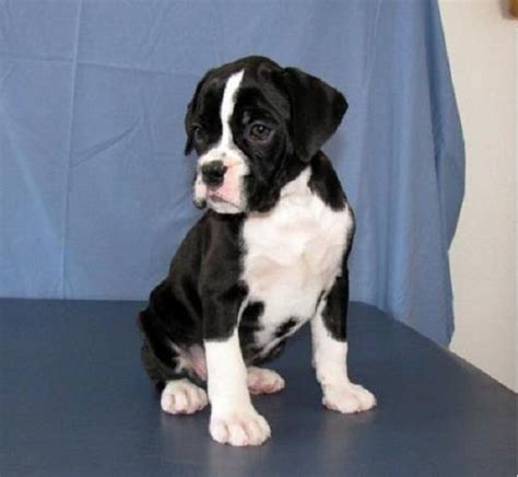 Black And White Boxer Puppy For Sale