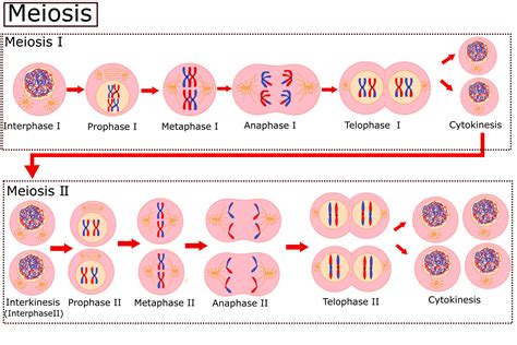 Cell Division Mitosis And Meiosis Chart Sexiz Pix Hot Sex Picture