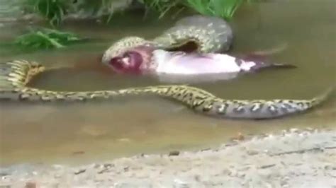 anaconda attack national geographic youtube