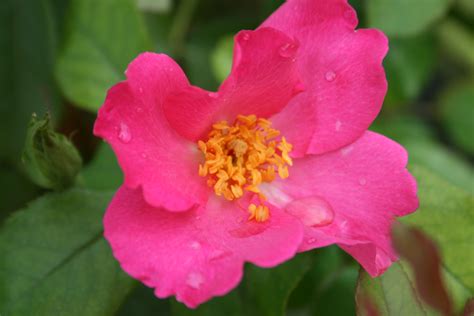 Free Photo Pink Single Rose Bloom Droplets Flower Free Download