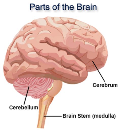 The Parts And Functions Of The Human Brain Hubpages