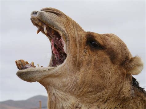 The stories on this web site are by other people. A Yawning Dromedary Or Arabian Camel Stock Photo - Image ...