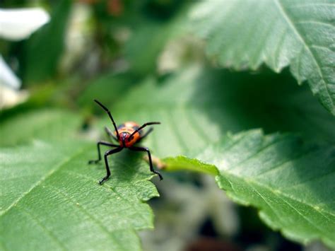 Do assassin bugs bite humans. Assassin Bug Nymph | I don't think they bite at this stage ...