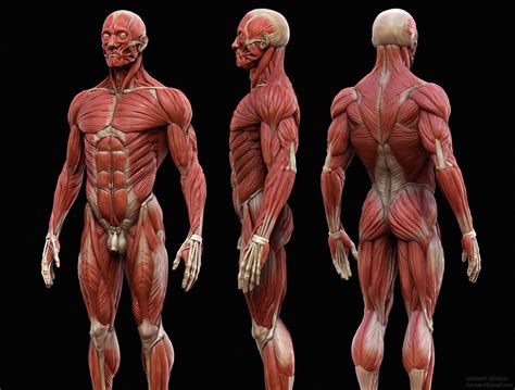 It permits movement of the body, maintains posture and circulates blood throughout the body. ecorche - Liberal Dictionary
