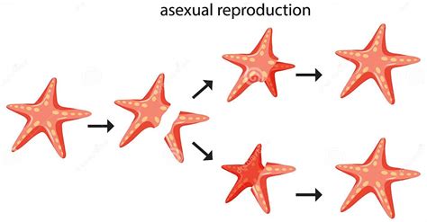 Asexual Reproduction Fragmentation With Starfish Stock Vector