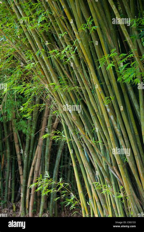 Bamboo Central Valley Costa Rica Stock Photo Alamy