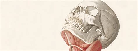 Flesh And Bones The Art Of Anatomy