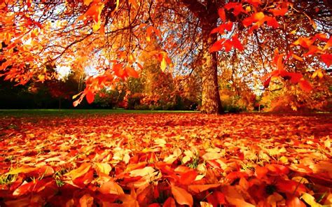 Pin De Waira En Paisajes Hojas De Otoño Árboles En Otoño Formas De