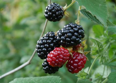 Blackberries Are Really Starting To Produce Marks Garden Blog