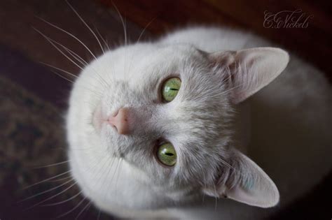 Animasi kucing comel lucu imut. 100+ Wallpaper Kucing Lucu dan Comel Kualitas HD - Kucing ...