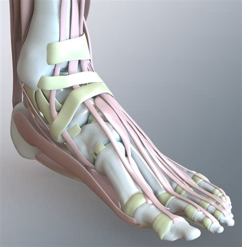 Zygotesolid 3d Human Foot And Ankle Model Medically Accurate Anatomy