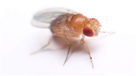 You Can Catch Flies With Honey But Fake Sweetener Kills Them Mental Floss