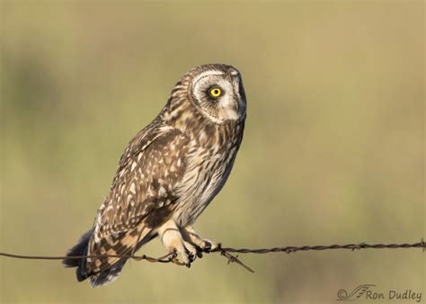 A Hugely Coincidental Encounter With A Juvenile Short Eared Owl