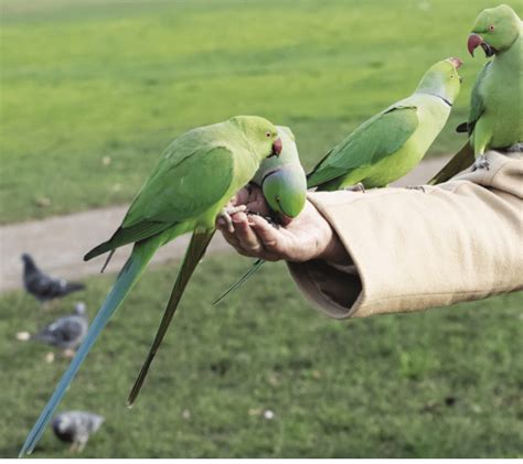 The African Parakeets Ruling Britannia Forbes Africa