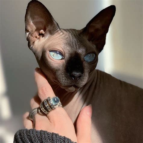 15 Reasons Why Sphynx Cats Are Not Just Cool They’re Super Cool The Paws Cute Hairless Cat