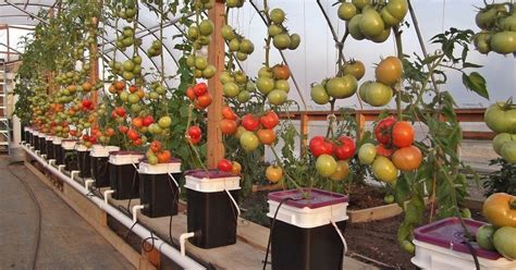 All About Gardening Tomato Growing Methods Hydroponics Vs Soil