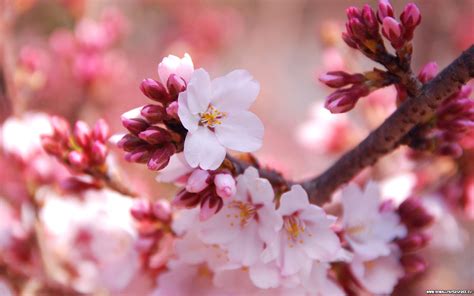 Free Download Download Cherry Blossoms Wallpaper 1680x1050 For Your