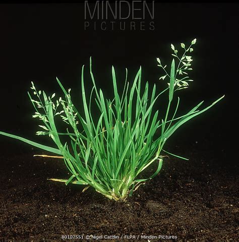 Minden Pictures Annual Meadow Grass Poa Annua Flowering Plant