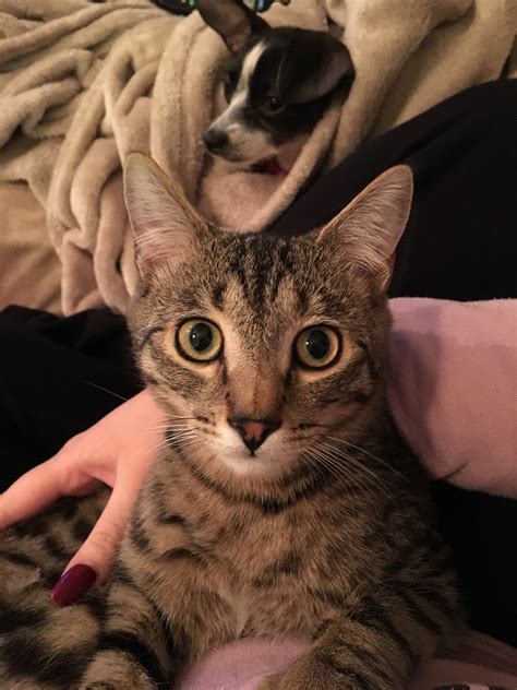 Bengal personality, temperament, lifespan, grooming, and health advice. Bengal/tabby Mix??? | TheCatSite