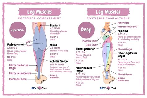 Calf Muscles Posterior Compartment Superficial GrepMed
