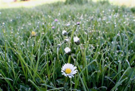 Just Chamomile Stock Photo Image Of Design Mediterranean 95307556