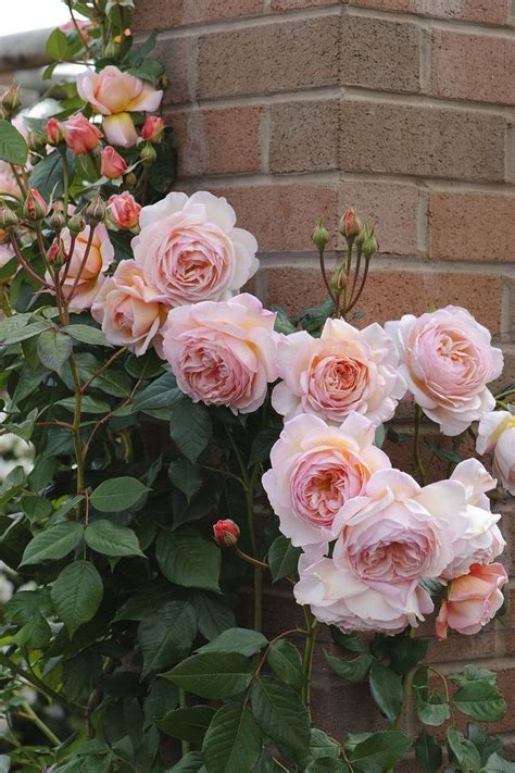 Stunning Extending Trellis For Climbing Roses