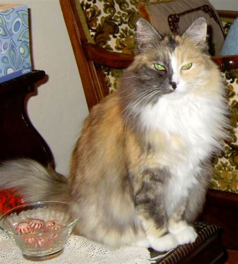 ** if you would like to adopt a pet you see listed below, click on their photo. REHOMED - Sweet Silly - Exquisite Long Hair Calico in San Jose