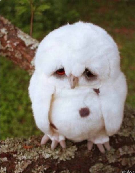 Cutest Owl Ever Cute Animals Animals Baby Owls
