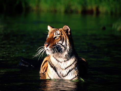 Art Pictures Bengal Tiger Wallpapers