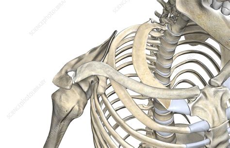 The shoulder joint (glenohumeral joint) is a ball and socket joint between the scapula and the humerus. The bones of the neck and shoulder - Stock Image - C008 ...