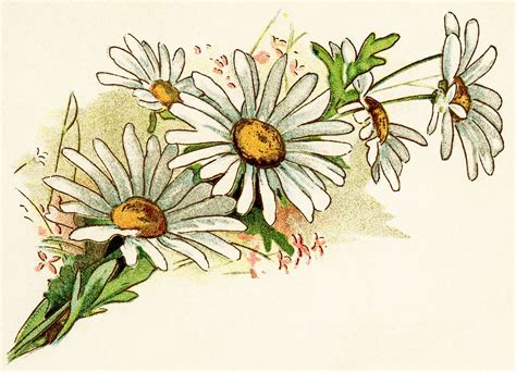 Daisy Drawing Wildflower Drawing Vintage Flowers Wallpaper Flower