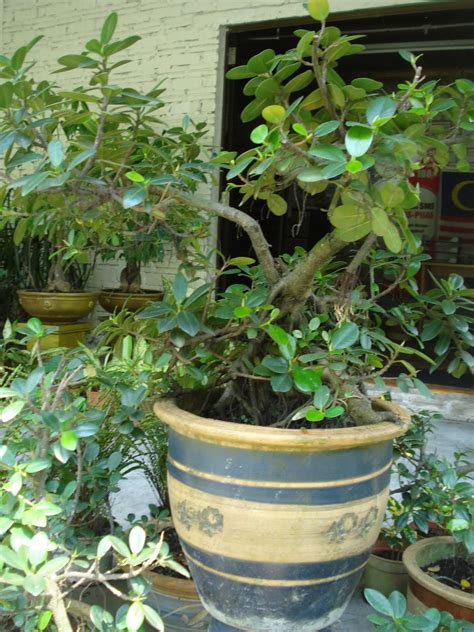 Berikutan gejala yang selalu dihadapi pokok hiasan dalaman taman rekreasi awam rambah terletak di kuala sungai rambah, kampung rambah, di daerah pontian. Nursery Bunga dan Landskap Taman: Produk Nursery : Bunga ...