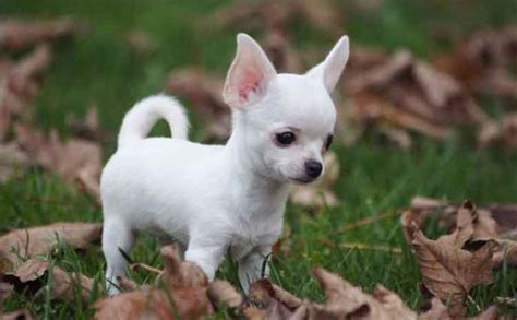 All About The White Chihuahua