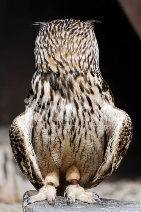 Owl With Turned Head Stock Photo Royalty Free Freeimages