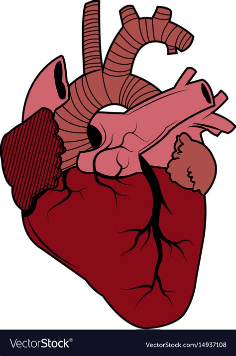 Human Heart Anatomy Biology Healthy Image Vector Image