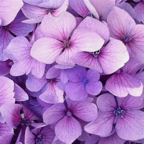 Hydrangea Hydrangea Purple Beautiful Flowers Flowers
