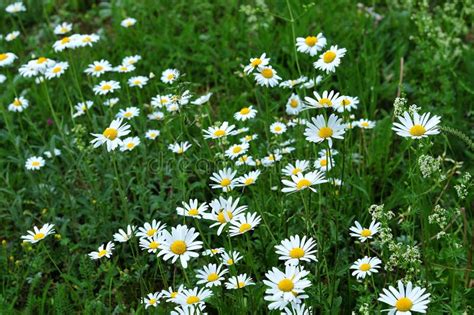 Meadow With Daisy Marguerites Stock Photo Image Of Wild White 117425448