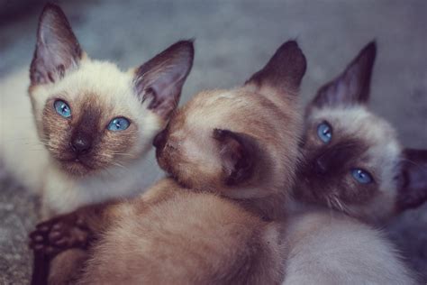 Siamese Kittens Portland Oregon