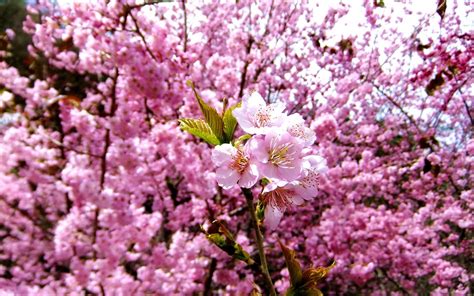 Nature Cherry Blossoms Flowers Spring Pink Flowers