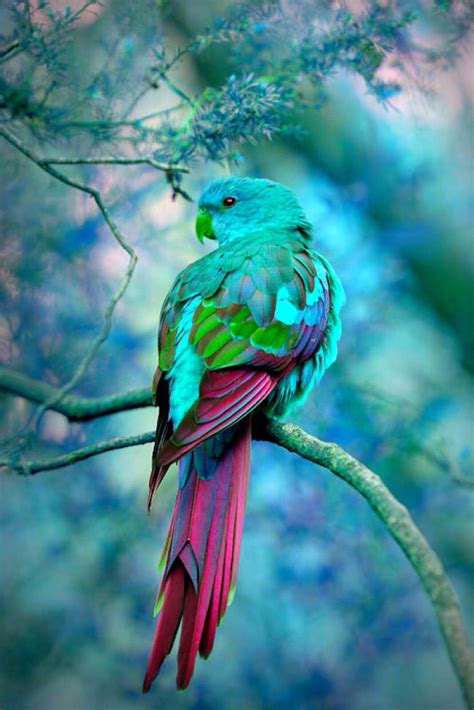 Gorgeous Bird Pretty Birds Beautiful Birds Animals Beautiful Simply