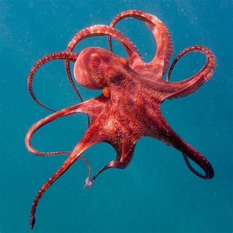 Image Result For Octopus In Real Life Octopus Photography Ocean