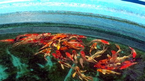 Butterfly Koi Sale, Koi priced for sale now - Lakeville, MN Minnfinn
