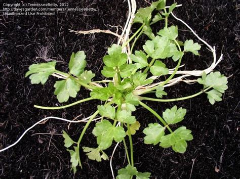 Plant Identification Closed Parsley Like Garden Weed Needs Id