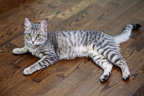 You will find many kitties named max, tiger, kitty and lucy. The Many Colors Of A Cat's Personality