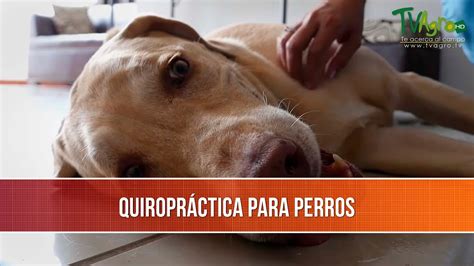 Beneficios De La Quiropractica Para Perros Tvagro Por Juan Gonzalo